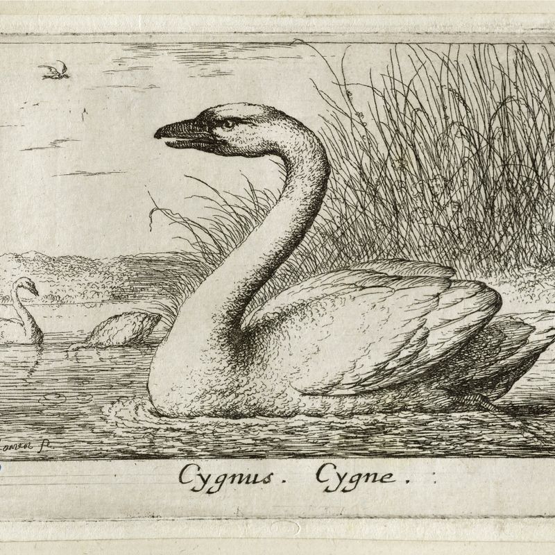 Différents oiseaux, Le cygne (Robert-Dumesnil 394, Bartsch 72)