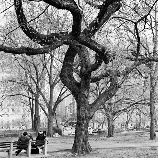 American Elm, Central Park, New York, 2011