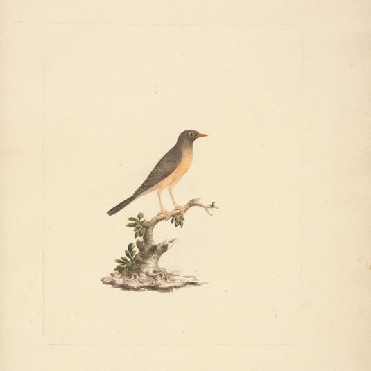 Turdus abyssinicus (Mountain Thrush)