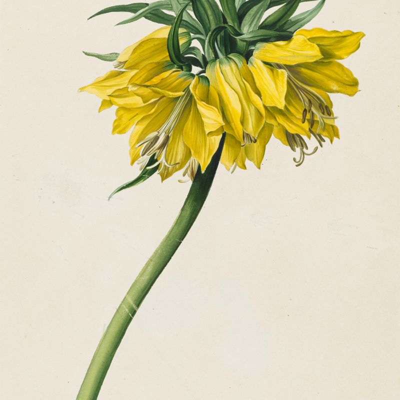 Kaiserkrone