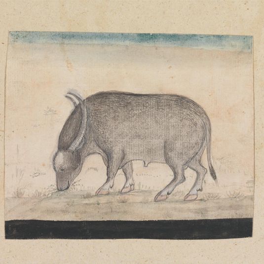 A Waterbuffalo