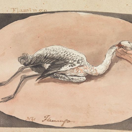 Flamingo