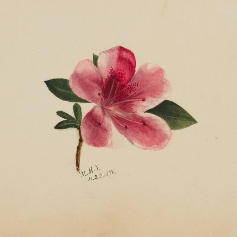 (Untitled--Flower Study)