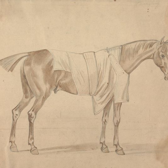 Horse Dressed in Blanket