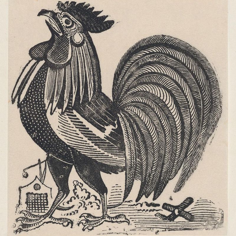 A rooster