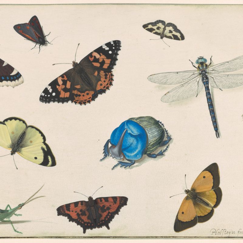 Sheet of Studies of a Dragonfly, Grasshopper, Butterflies, Moths, and Beetles