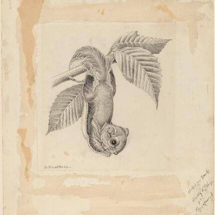 Flying Squirrel