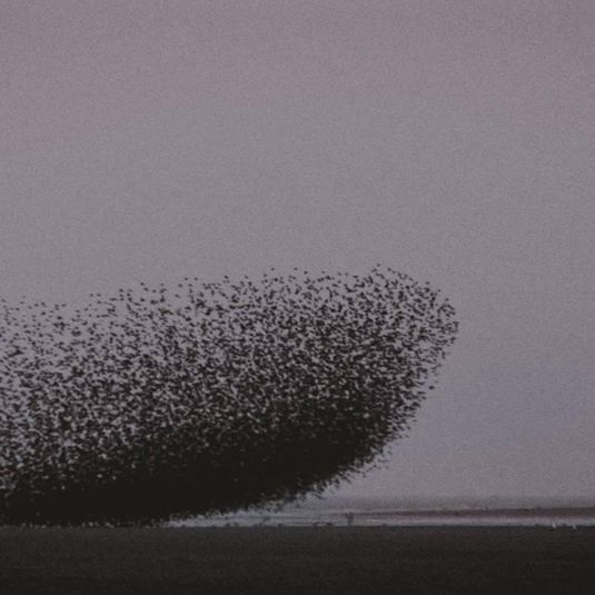 Suki Chan, Interval II