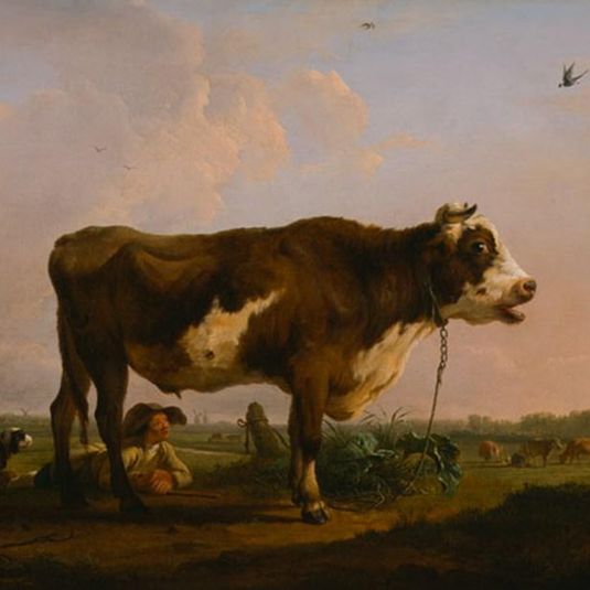 An Ox