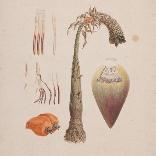Ensete ventricosum (Welw.) Cheesman (African Wild Banana): finished drawing