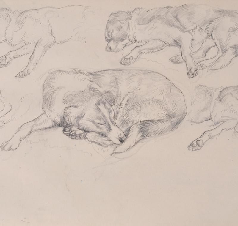 Study of a sheep dog