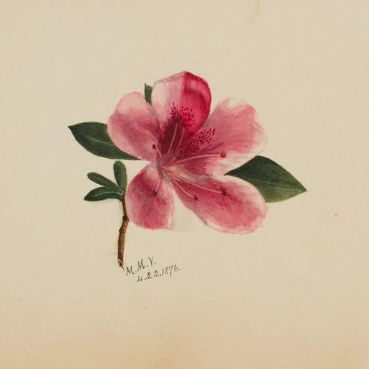 (Untitled--Flower Study)