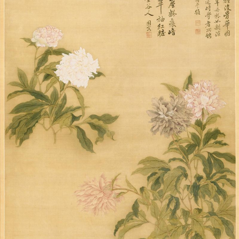 Herbaceous Peony