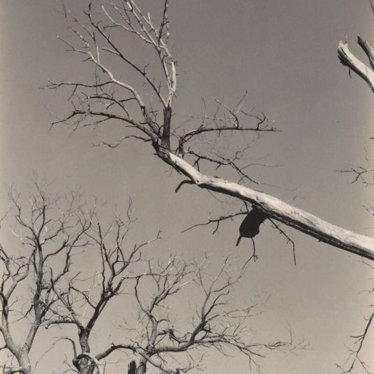 The Dying Chestnut Tree—My Teacher