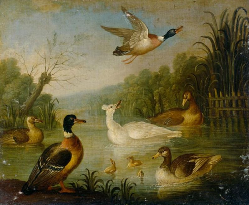 Mallards on a Pond