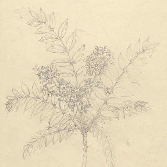 Clausena anisata