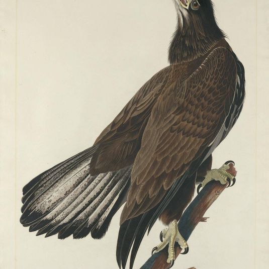 White-Headed Eagle
