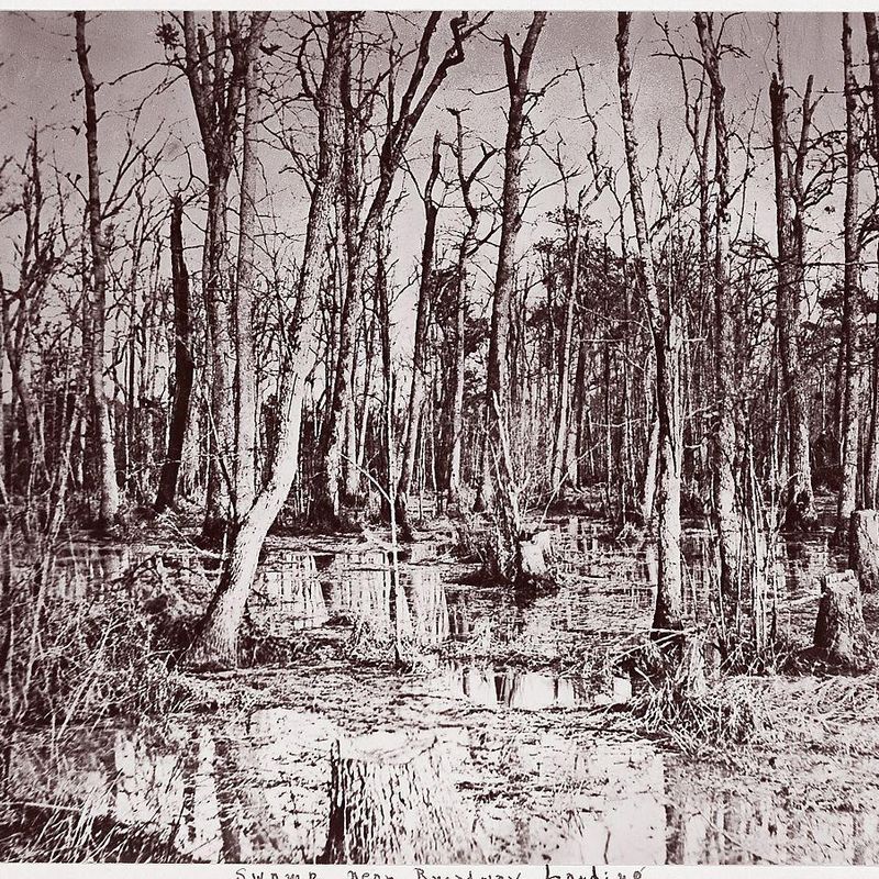 Swamp near Broadway Landing, Appomattox River
