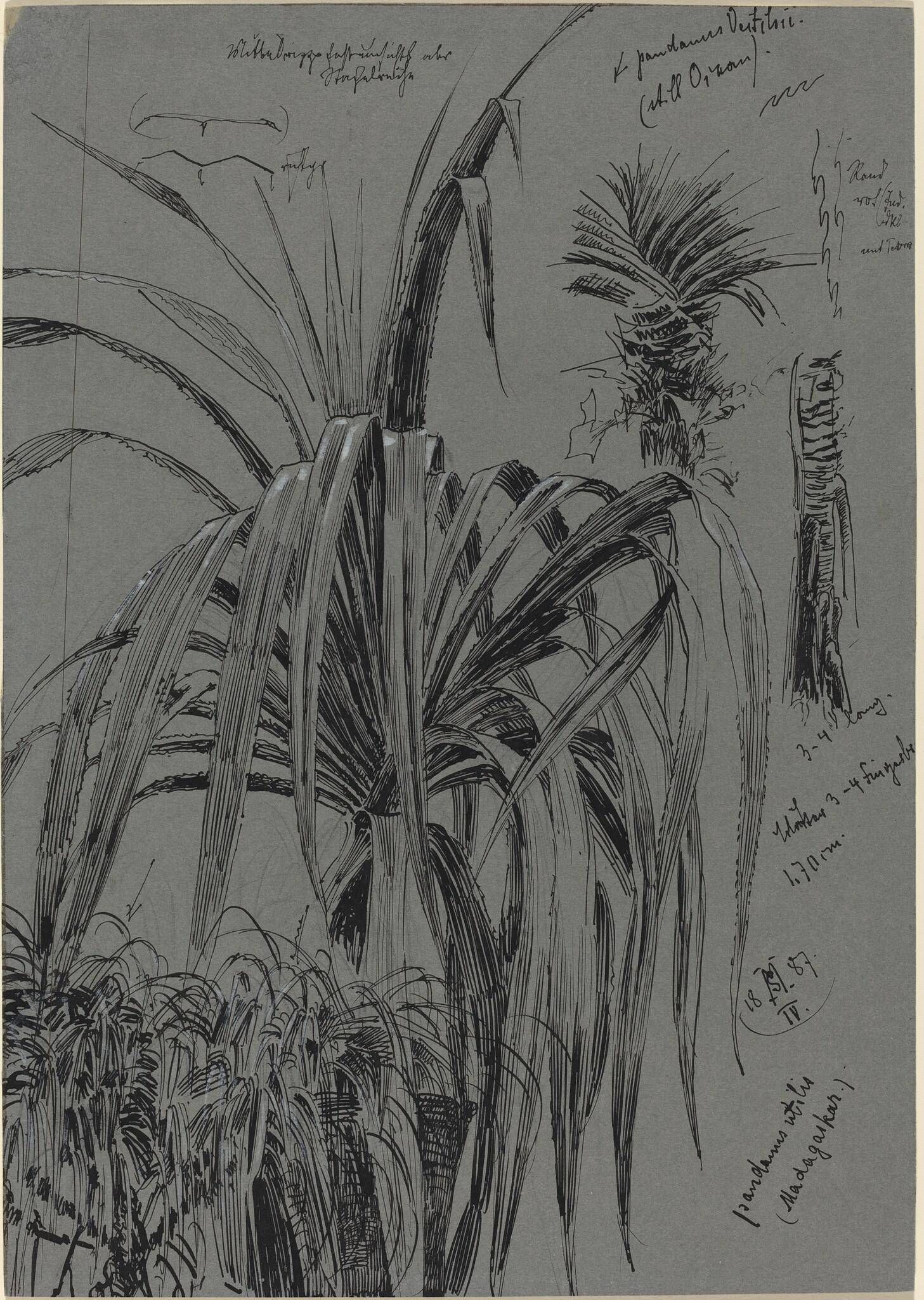 Object Image