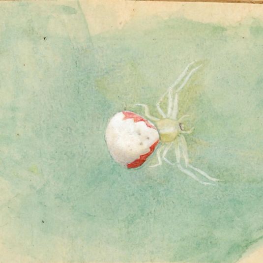 Porcelain-White Spider