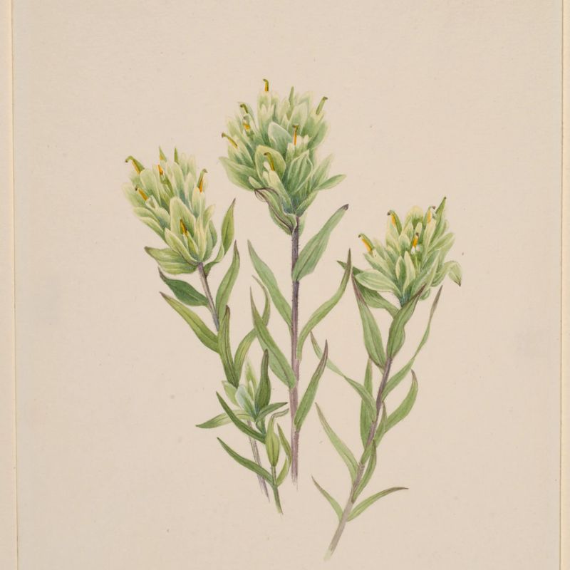White Indian Paintbrush (Castilleja occidentalis)