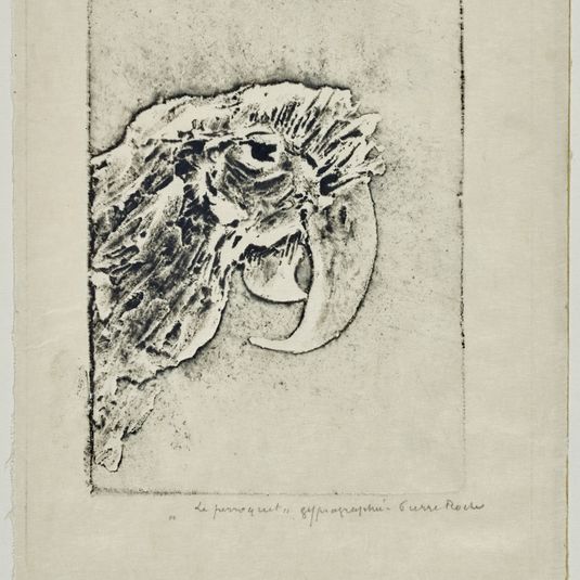 Perroquet
