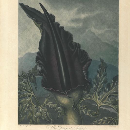 The Dragon Arum, 1801, from Robert John Thornton, the 'Temple of Flora', 1799-1812