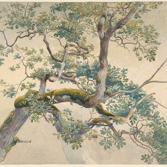 Tree Branches