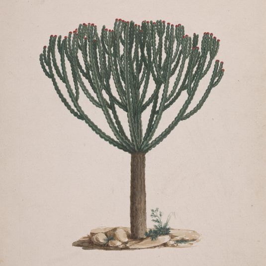 Euphorbia abyssinica J.F. Gmel. (Ethiopian Tree-Spurge): finished drawing of the tree's habit