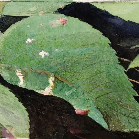 White Birch Leaf Edge Caterpillar, study for book Concealing Coloration in the Animal Kingdom