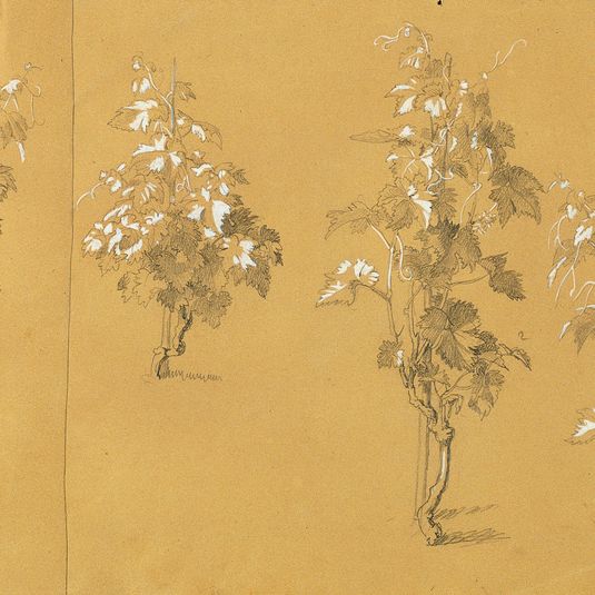 Vine, Study for “Hermann and Dorothea in the Vineyard”