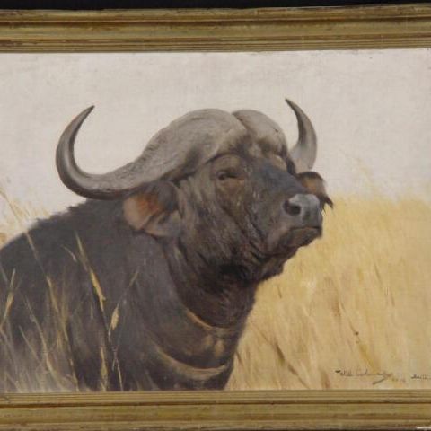 Kop van een Afrikaanse buffel
