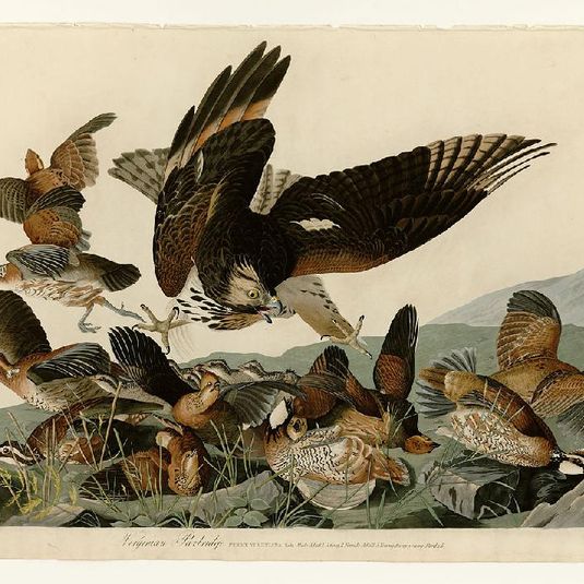 Plate 76 Virginian Partridge