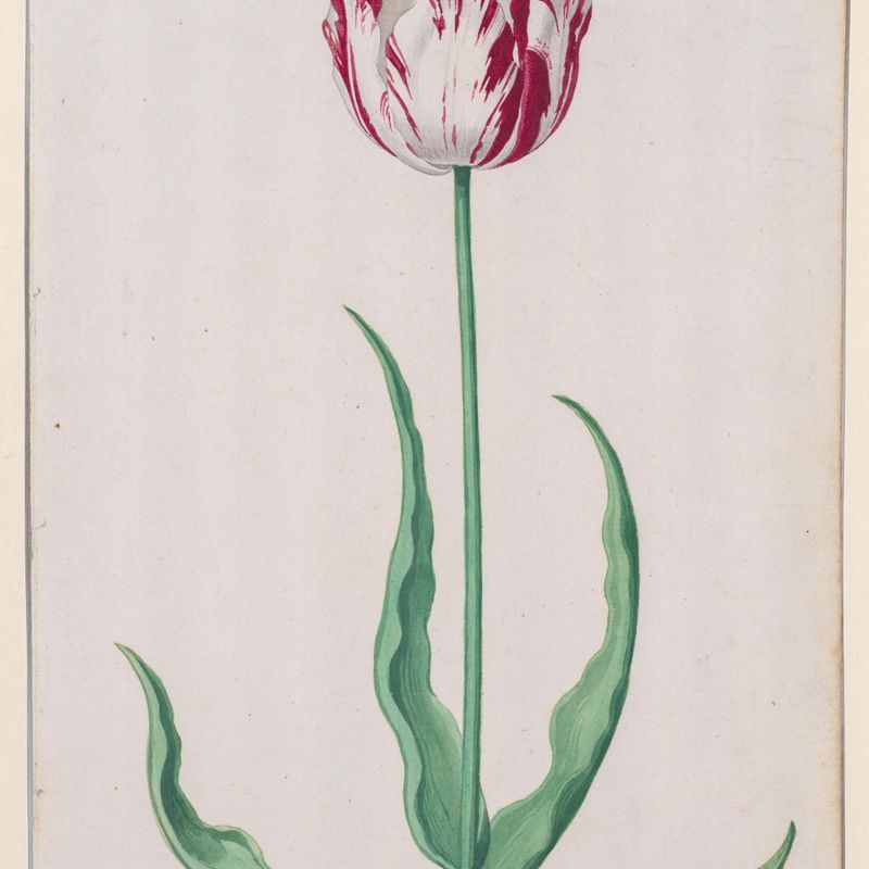 Study of a Tulip (Ammirael Winckel)