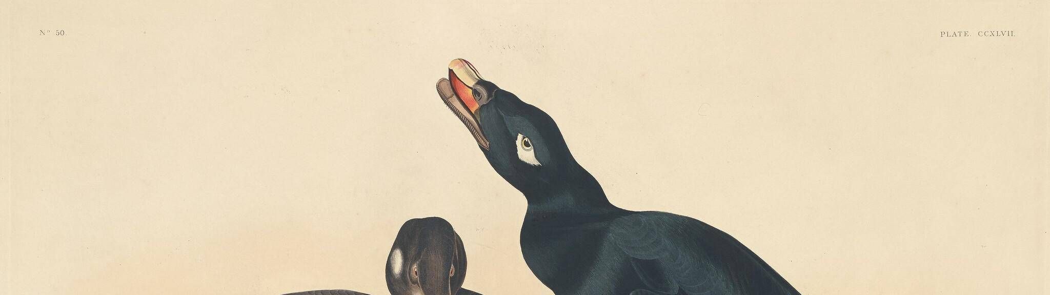 Velvet Duck