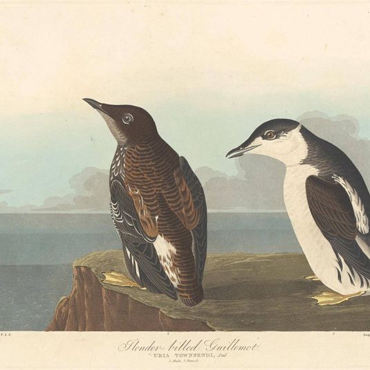 Slender-billed Guillemot