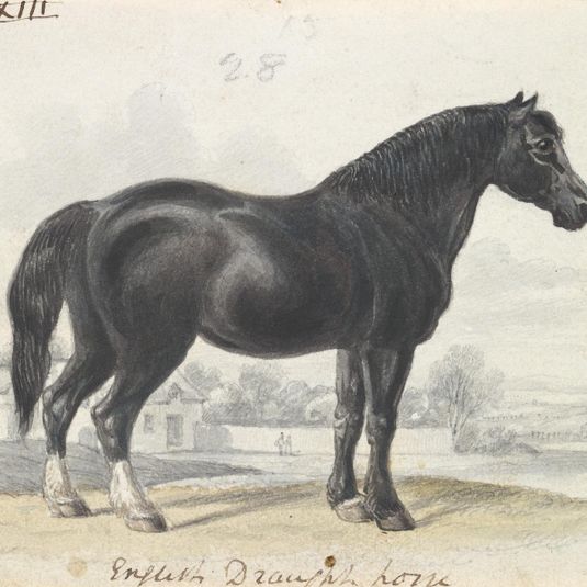 English Draught Horse