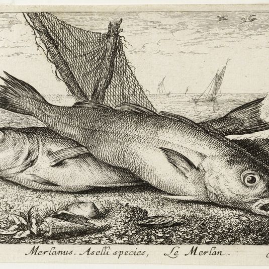 Diverses espèces de poissons de mer, première partie, Le merlan (Robert-Dumesnil 420, Bartsch 6)
