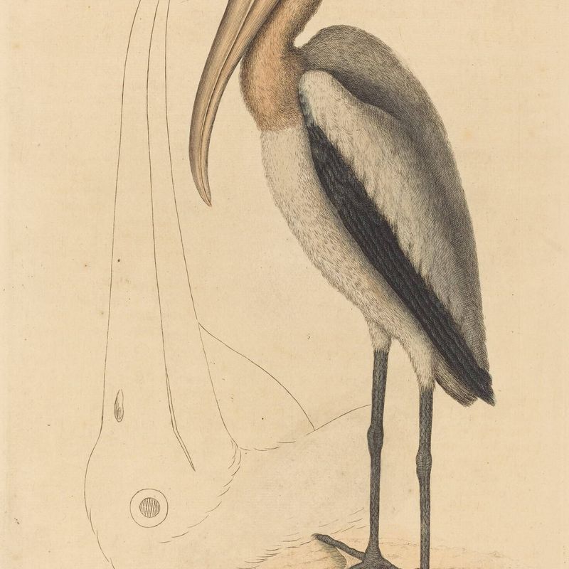 The Wood Pelican (Tantalus Loculator)