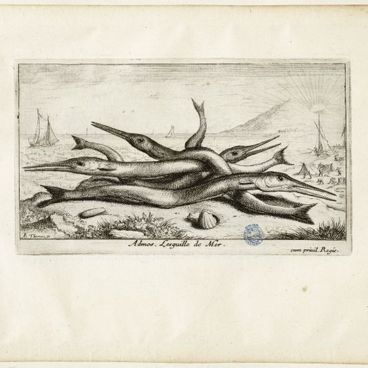 Diverses espèces de poissons de mer, troisième partie, L'aiguille de mer (Robert-Dumesnil 446, Bartsch 32)