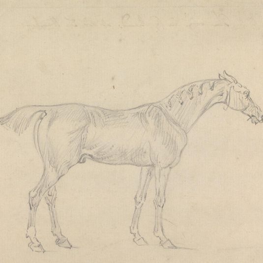 A Horse