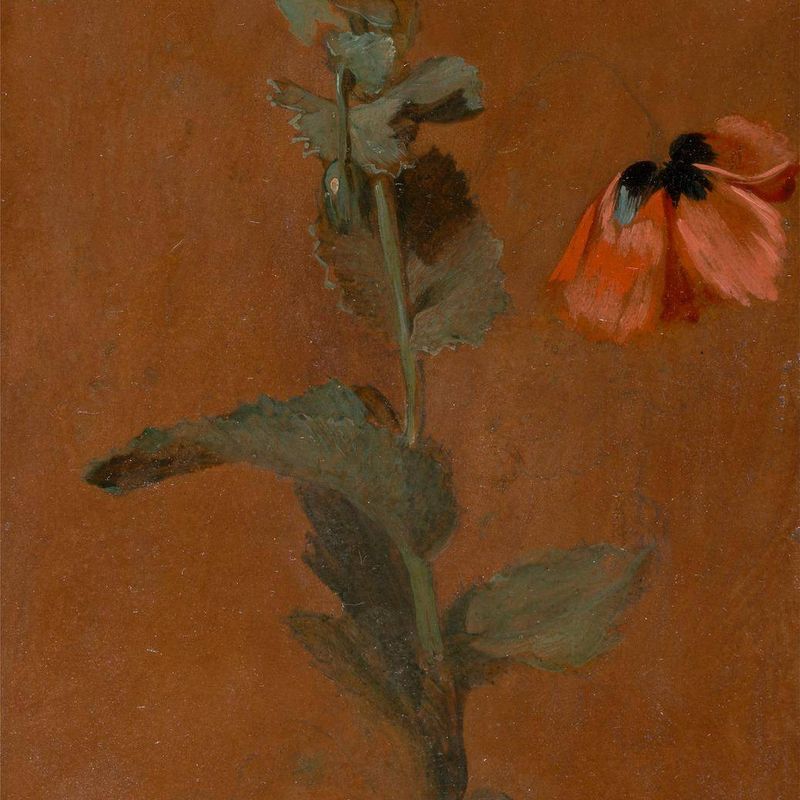 Study of Poppies