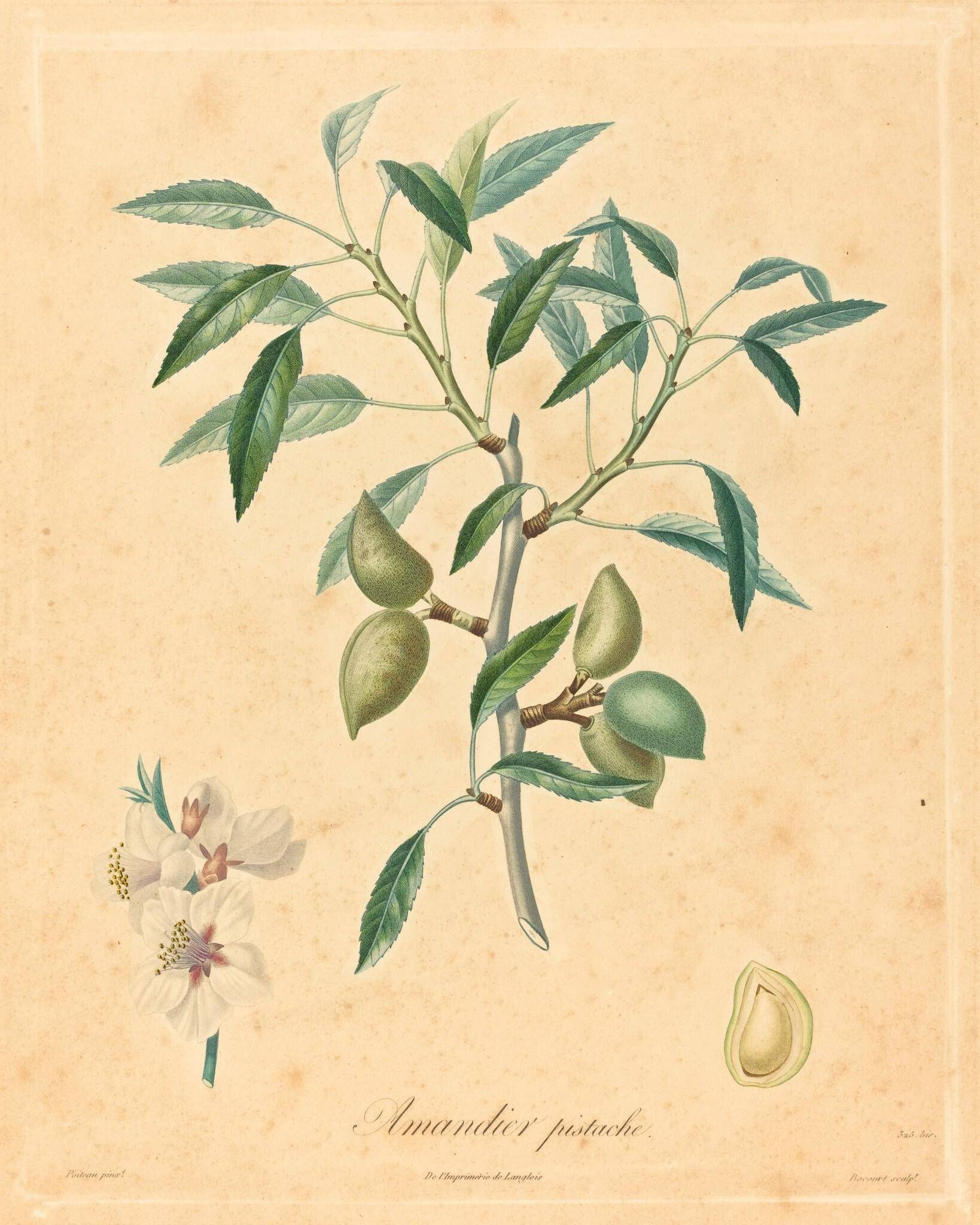 Object Image