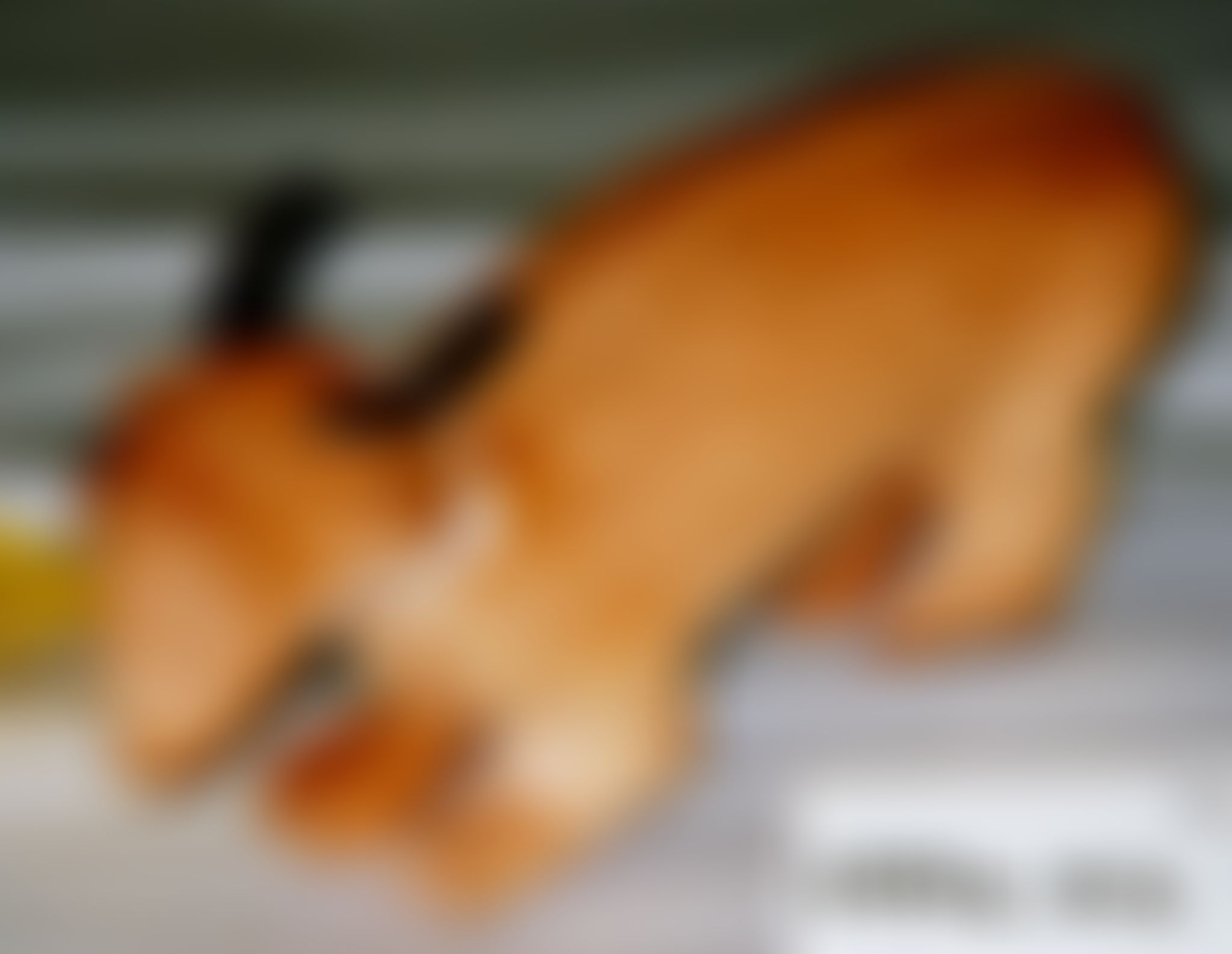 Object Image