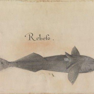 Remora, Ventral View, After the Original by John White in the British Museum [Caribbean and Oceanic, No. 29 A]