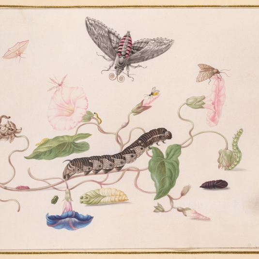 Convolvulus and Metamorphosis of the Convolvulus Hawk Moth