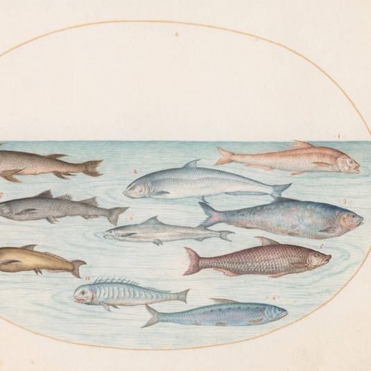 Animalia Aqvatilia et Cochiliata (Aqva): Plate XLI