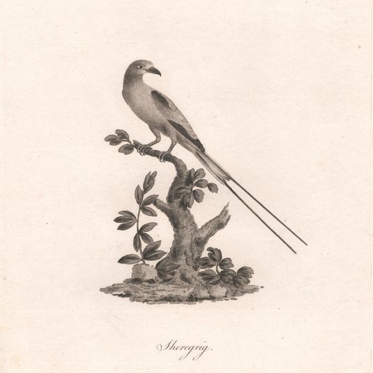 Sheregrig