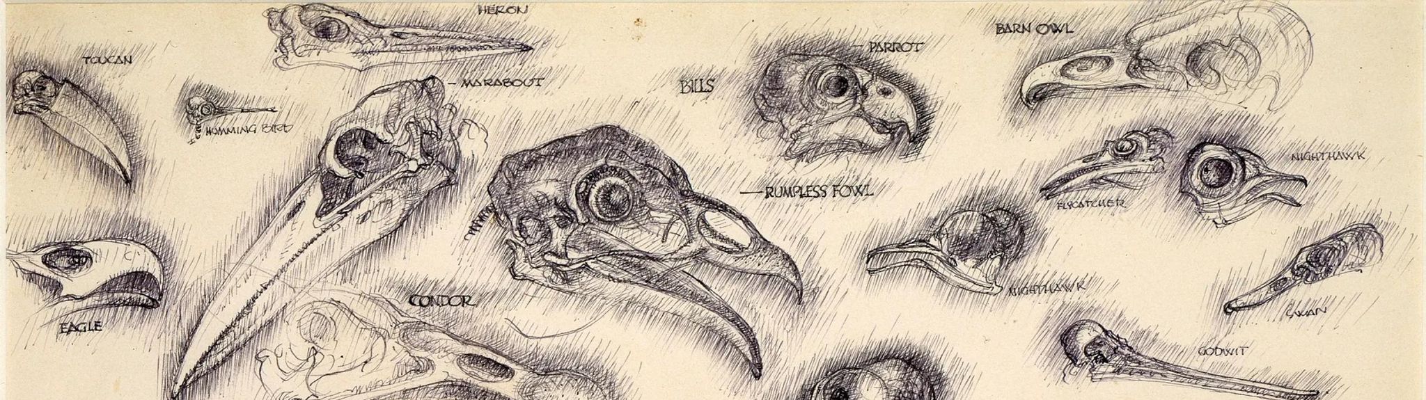 Some Skulls and Some Bills