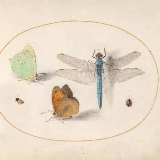 Animalia Rationalia et Insecta (Ignis):  Plate XVII